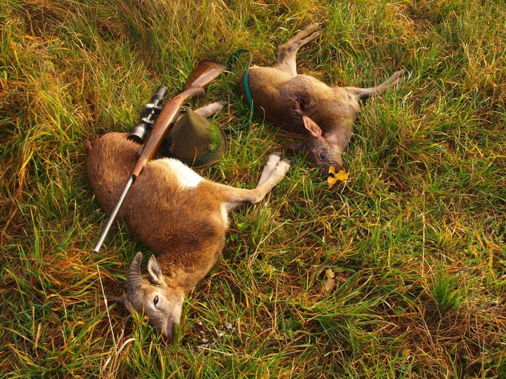 Muflonče 10kg, 60 mertů od nástřelu, .270Win SP 9,7gr a srnče 5,5 kg na 80 metrů,v ohni