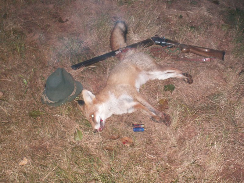 Lišky na společných lovech I