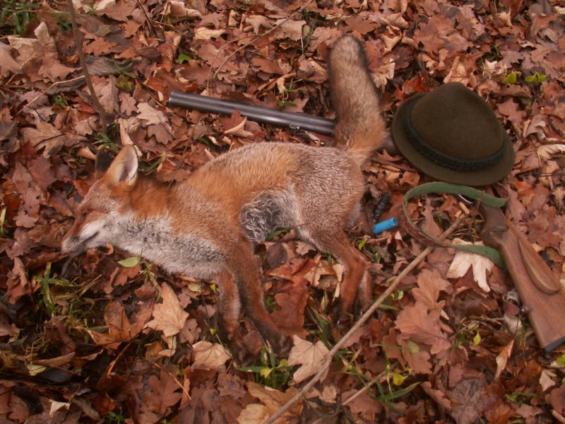 Lišky na společných lovech II