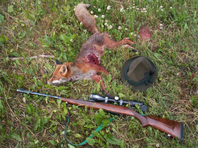 Lišáček, .270Win SP 9,7gr na 90 metrů, 40 mrtrů od nástřelu