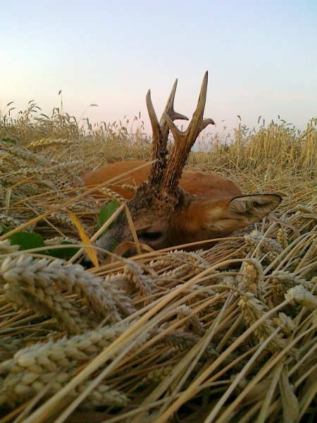 Můj včerejší úlovek