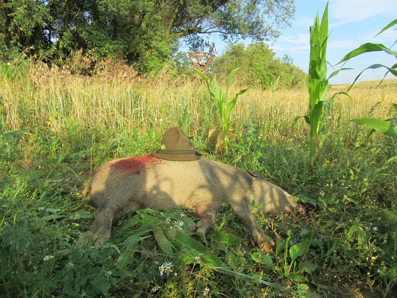 Dnešní ranní lončák.