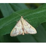 Zavíječ červenavý