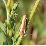 Zavíječ červenožlutý