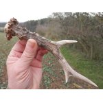 Silný šesterák - první čerstvý shoz letošního podzimu