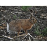 TROCHU SE SCHOVÁVAL...:-)))