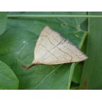 Žlutavka dlouhonosá