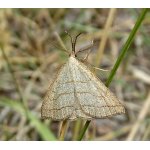 Žlutavka dlouhonosá