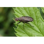 Coremacera marginata