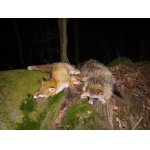 Letos se celkem daří