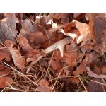 Tahal jsem tou duchnou listí nohy a najednou ho zahlédl