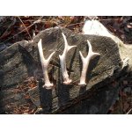 Včera byly nakonec tři, jeden starý a dva čerstvé