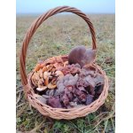 Dnešní adventní houbaření ...