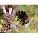 Čmelák zemní - matka