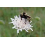 Pačmelák ladní - samec