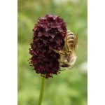 Chluponožka chrastavcová