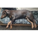 Hubert po těžké práci