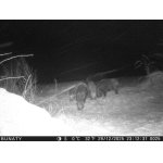 Konečně začíná sněžit