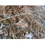 Nalezený necelých sto metrů za vsí u staré úvozové cesty