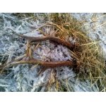 Svatý Štěpán 2025