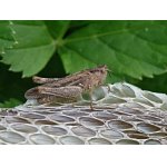 Saranče měnlivá - samice