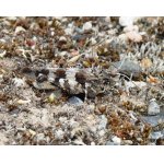 Saranče modrokřídlá