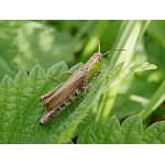 Saranče obecná - invalidní
