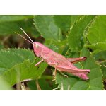 Saranče zlatavá s erytrismem