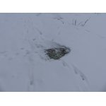 pod sněhem našli trávu