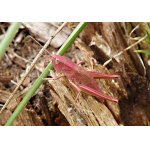 Saranče zlatavá s erytrismem