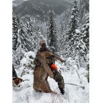 Puma americká ( Moutain lion)