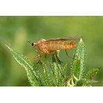 Kroužilka žlutavá