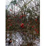 Teraz sú dobré džemové na vycucanie.