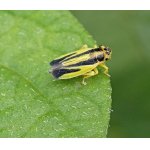 Mokřatka žlutočerná - křís