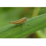 Mokřatka žlutočerná - křís