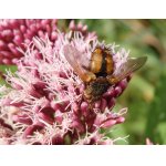 Kuklice červenonohá