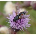 Tachinidae Robineau-Desvoidy, 1830