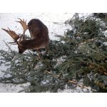 STROMKY PŘIŠLI VHOD...:-))