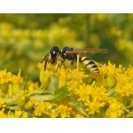 Květolib včelí - kutíkovití