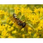 Květolib včelí - kutíkovití