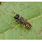 Květolib včelí - kutíkovití