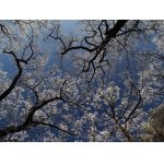 JAKO HVĚZDY NAD HLAVOU.