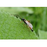 Opheltes glaucopterus - lumek