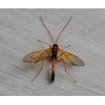 Opheltes glaucopterus - lumek