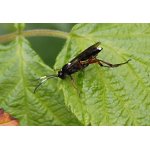 Vulgichneumon saturatorius - samec lumka