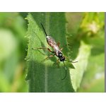 Vulgichneumon saturatorius - samice luumka