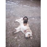 Zasloužený odpočinek po honu