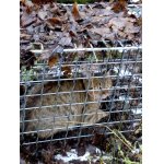 Dva mesiace nič a zrazu velký ledvinák..