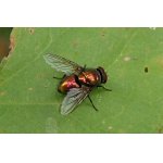 Bzučivka červená - mouchovití