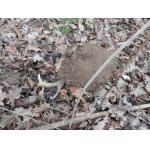 Tak to jsem našel poprvé - shoz v krtinci, navíc zamrzlý